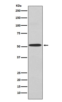 Kir2.1 Rabbit Monoclonal Antibody