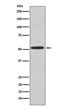 Anti-Kir2.1 Rabbit Monoclonal Antibody