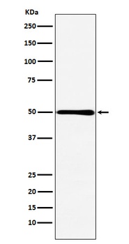 Anti-HMGCS2 Rabbit Monoclonal Antibody