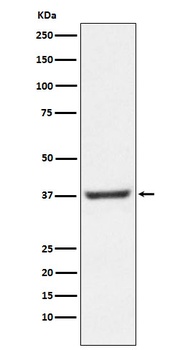 Anti-NFYA Rabbit Monoclonal Antibody