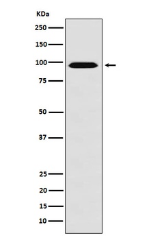 RanBP9 Rabbit Monoclonal Antibody