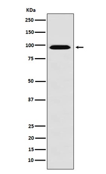Anti-RanBP9 Rabbit Monoclonal Antibody