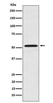 FMO3 Rabbit Monoclonal Antibody