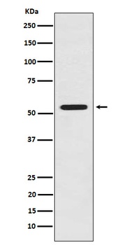 Anti-LMAN1 Rabbit Monoclonal Antibody