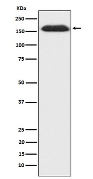 Anti-SUPT5H Rabbit Monoclonal Antibody