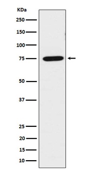 Anti-LPP Rabbit Monoclonal Antibody