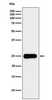 Placental lactogen Rabbit Monoclonal Antibody