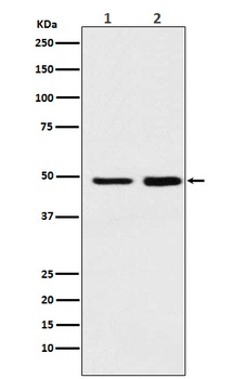Anti-MAT2A Rabbit Monoclonal Antibody