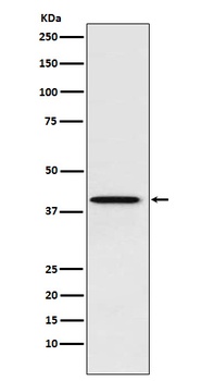 Anti-PCBP1 Rabbit Monoclonal Antibody