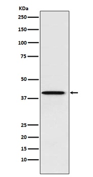 PCBP1 Rabbit Monoclonal Antibody