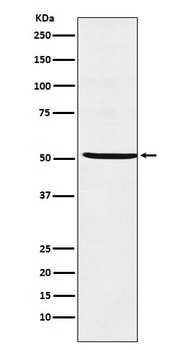 STF1 Rabbit Monoclonal Antibody