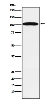 ATP1A2 Rabbit Monoclonal Antibody