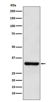 Anti-PITX3 Rabbit Monoclonal Antibody