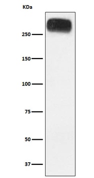 Anti-mGluR3 Rabbit Monoclonal Antibody