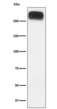 mGluR3 Rabbit Monoclonal Antibody