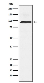 Anti-Dynamin 3 Rabbit Monoclonal Antibody