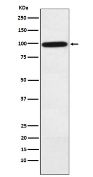 Complement factor B Rabbit Monoclonal Antibody