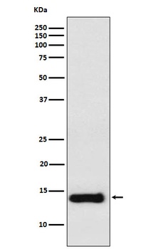Anti-PROK1 Rabbit Monoclonal Antibody