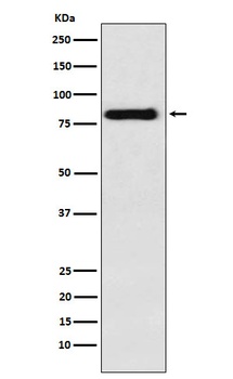 Anti-PAG Rabbit Monoclonal Antibody