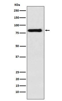 PAG Rabbit Monoclonal Antibody