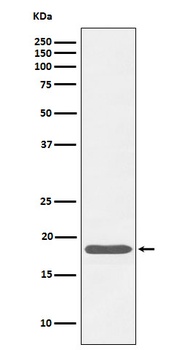Anti-Caveolin-3 Rabbit Monoclonal Antibody