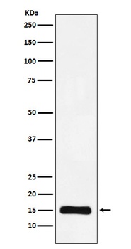 Anti-Histone H3 (mono methyl K9) Rabbit Monoclonal Antibody