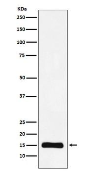 Histone H3 (mono methyl K9) Rabbit Monoclonal Antibody