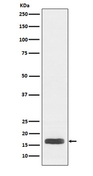 Histone H3 (acetyl K27) Rabbit Monoclonal Antibody