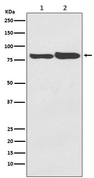 Anti-FACL4 Rabbit Monoclonal Antibody