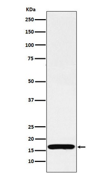 Anti-COX IV Rabbit Monoclonal Antibody