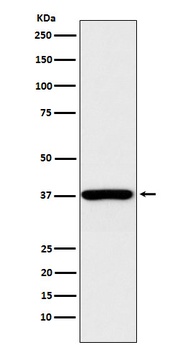 Anti-QK1 Rabbit Monoclonal Antibody