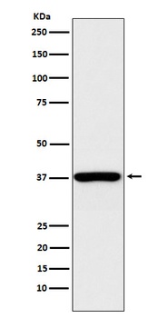 QK1 Rabbit Monoclonal Antibody