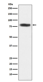 Anti-CARS Rabbit Monoclonal Antibody