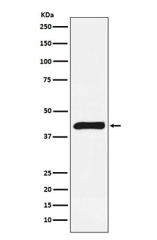Anti-ALKBH1 Rabbit Monoclonal Antibody