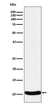Anti-CCL27 Rabbit Monoclonal Antibody