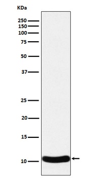 CCL27 Rabbit Monoclonal Antibody