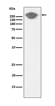 Anti-Fibronectin Rabbit Monoclonal Antibody