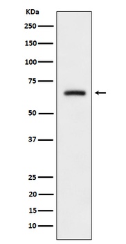 Anti-CRMP3 Rabbit Monoclonal Antibody