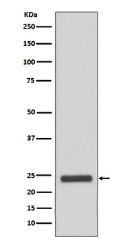 Anti-MRRF Rabbit Monoclonal Antibody