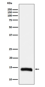 Anti-Histone H2B (formyl K108) Rabbit Monoclonal Antibody