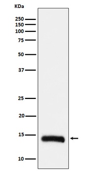 Histone H2B (formyl K108) Rabbit Monoclonal Antibody