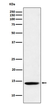 Anti-Histone H2B (formyl K120) Rabbit Monoclonal Antibody