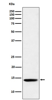 Histone H2B (formyl K120) Rabbit Monoclonal Antibody