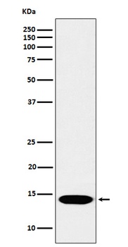 Anti-Histone H2B (mono methyl K116) Rabbit Monoclonal Antibody
