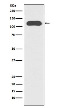 Anti-CD133 Rabbit Monoclonal Antibody