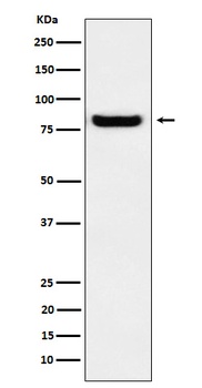 GLU2B Rabbit Monoclonal Antibody
