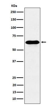 Anti-COASY Rabbit Monoclonal Antibody
