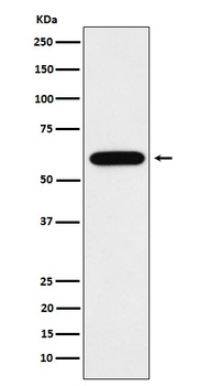 TUB1 Rabbit Monoclonal Antibody