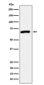 Anti-USP39 Rabbit Monoclonal Antibody