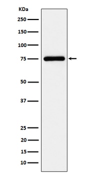 Anti-TUG Rabbit Monoclonal Antibody